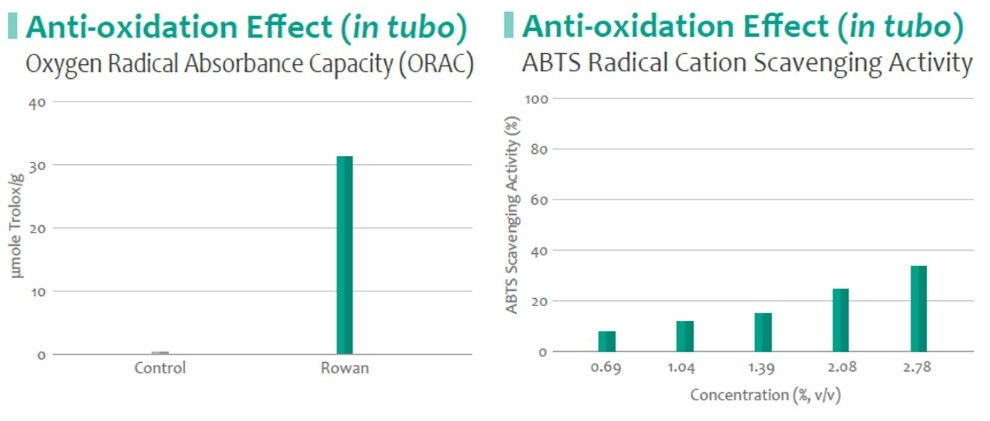Rowan_Anti-oxidation 2.jpg