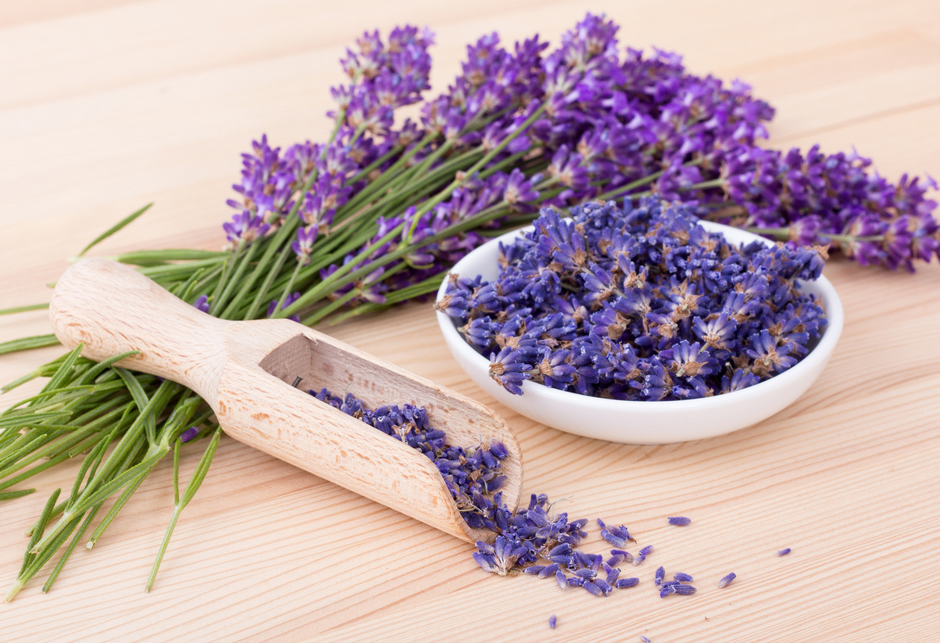 English Lavender | Lavender